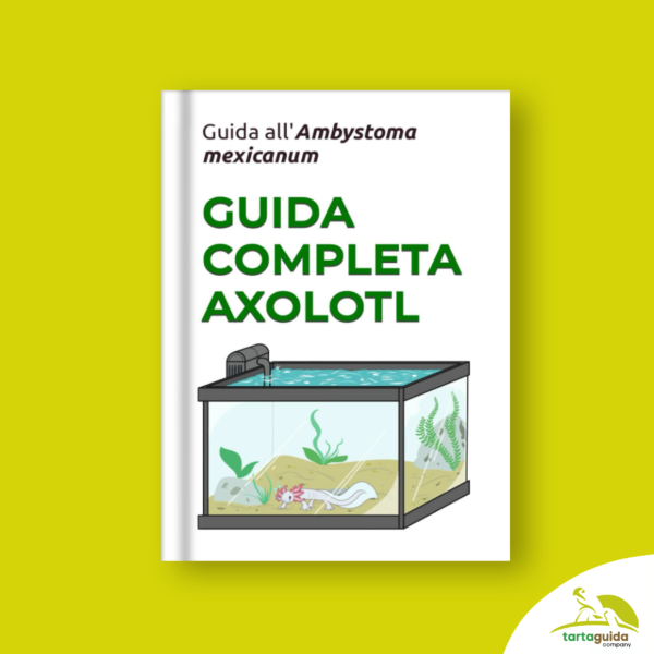 Guida agli axolotl