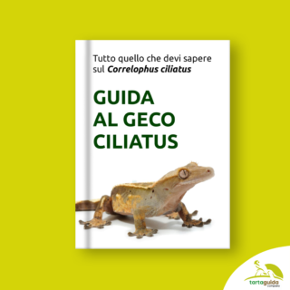 Manuale guida Correlophus ciliatus