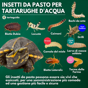 insetti per tartarughe acquatiche grilli