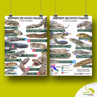 poster serpenti autoctoni italiani