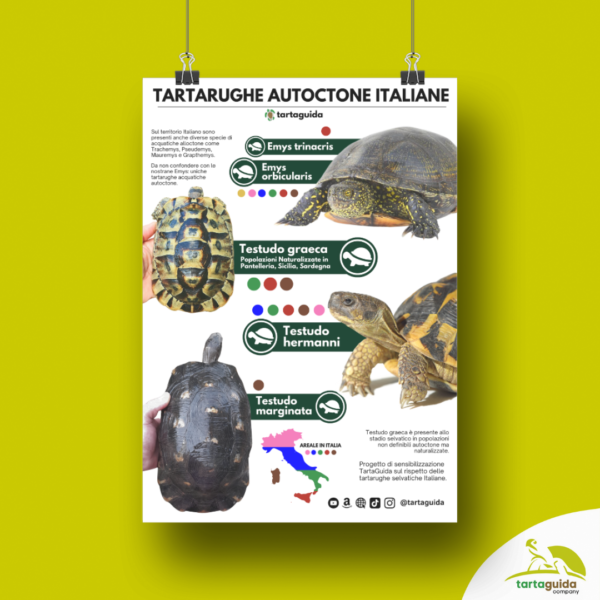 poster tartarughe autoctone
