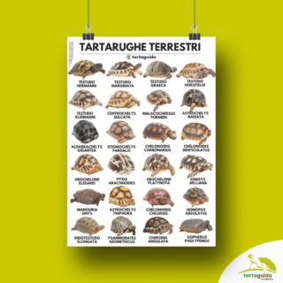 poster tartarughe di terra